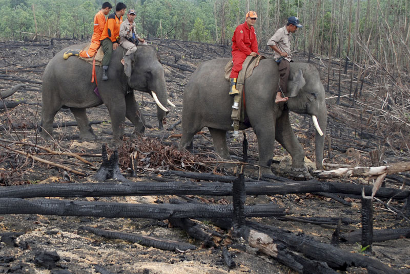 Индонезија: Ко намерно пали пожаре, биће упуцан