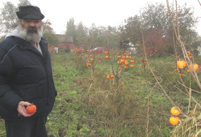 Јапанском воћу прија у Банату
