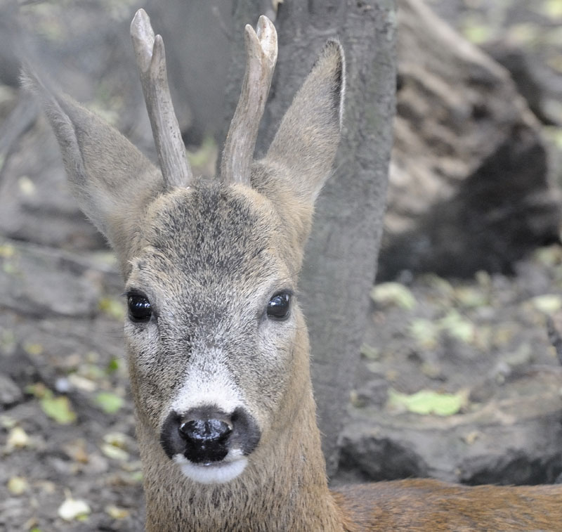Срндаћ у центру Београда