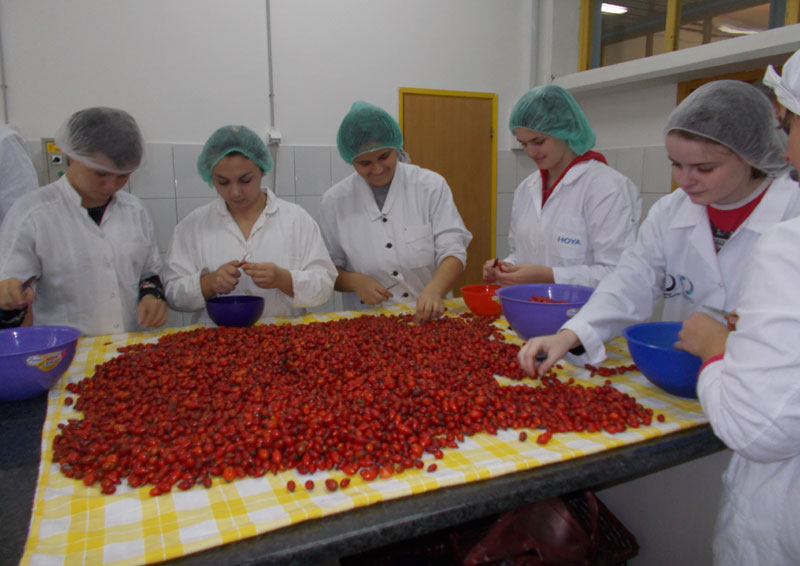 Приједор: Ђаци кувају мармеладу