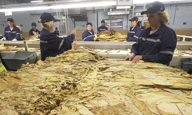 Од дувана више пара у српској каси