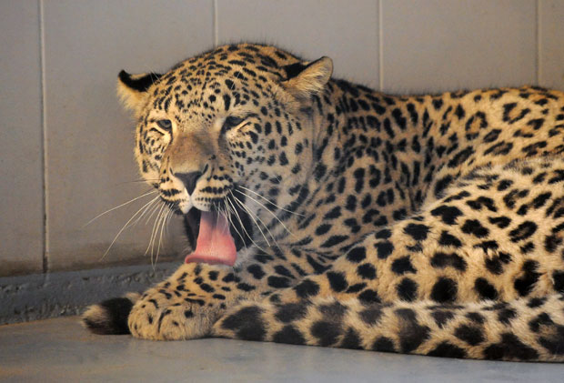 Персијски леопард у Бео зоо-врту!