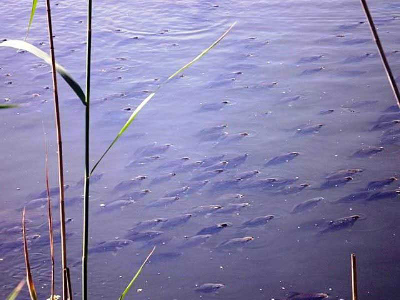 Загађење из Врбаса