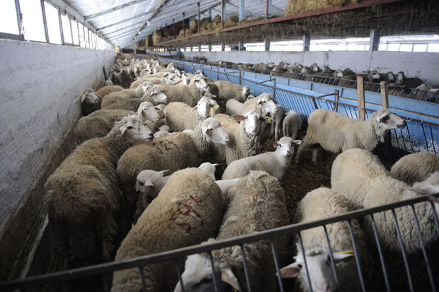 Може ли наше јагње до Кине?