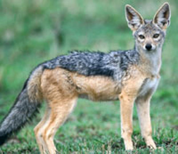 Несвакидашњи гост упао у двориште: Шакали у Борчи!