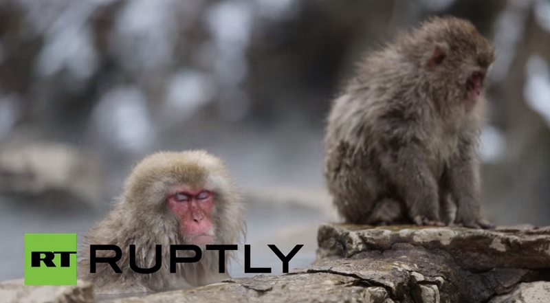 Мајмуни воле спа (ВИДЕО)