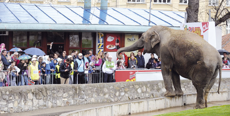 Нико неће да бира директора зоо-врта
