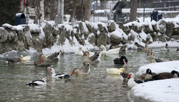 Зоо врт: Лабудови пливају и по цичи зими...
