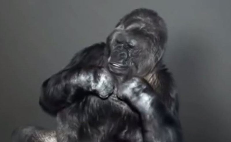 ПОГЛЕДАЈТЕ: Једина горила на свету која говори, поручила човеку да је глуп