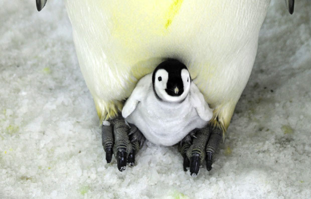 САД: Младунче пингвина добило име по Дејвиду Боувију