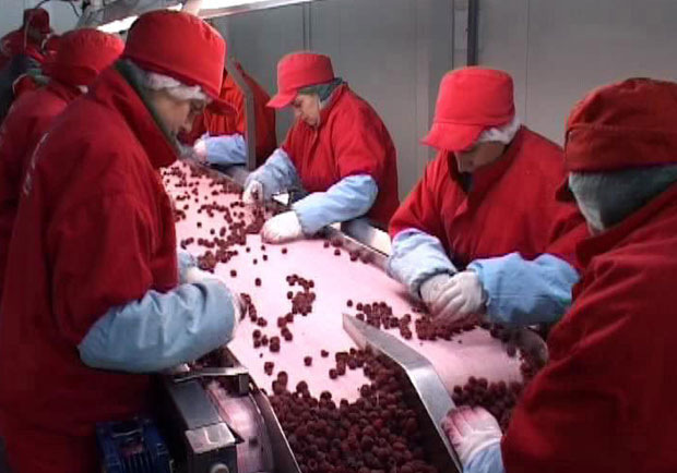 Заражене саднице помоћ Пољске?