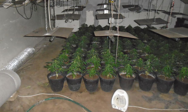 Откривена лабораторија за узгој марихуане код Инђије