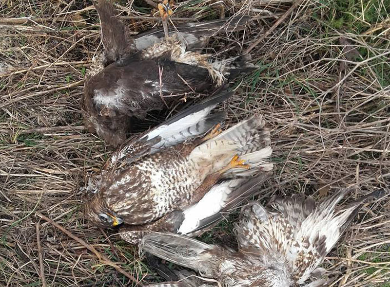 Помор орлова мишара!