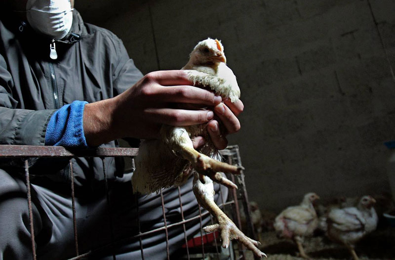 Убијено 400.000 ћурки и пилића