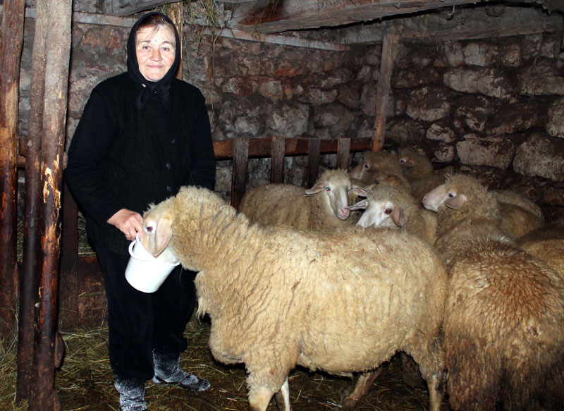 Белка се вратила кући као Леси