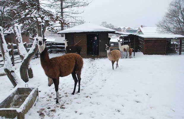 Хладно чак и зверима