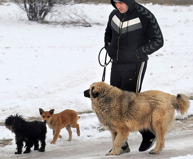 Зараде шетајући по парку туђе псе