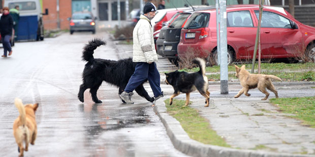 Псе луталице највише трују или упуцавају