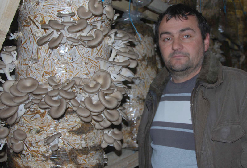 Буковаче преко целе године