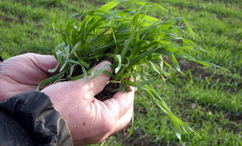 Очекује се рекордан род пшенице