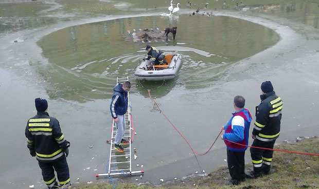 Несвакидашња акција у Зрењанину: Чамцем по лабрадора! 