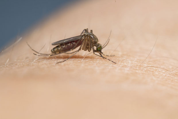 Зика вирус у Европи, труднице посебно угрожене; СЗО: Тренутно нема лека