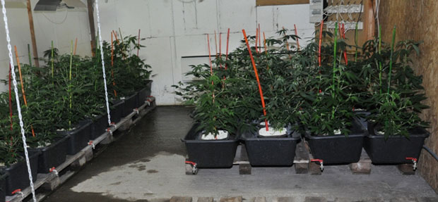 Откривена лабораторија за узгој марихуане, ухапшена једна особа