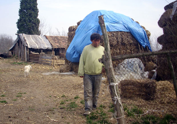 Траже да им лопови врате 170 јагањаца