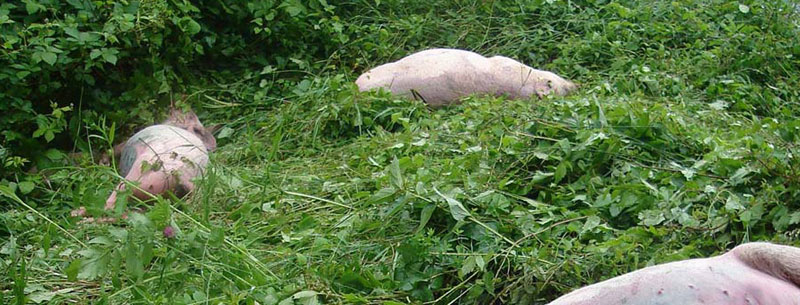 Зрењанин: Пронађени угинули прасићи 