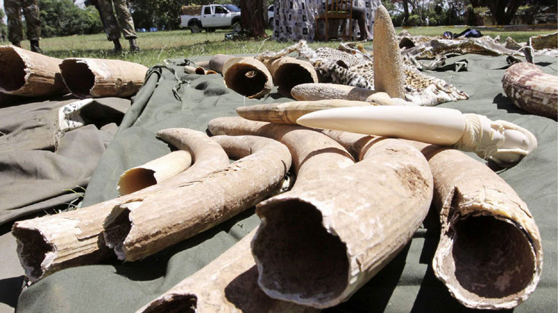 У Конгу раскринкан ланац кријумчарења слоноваче