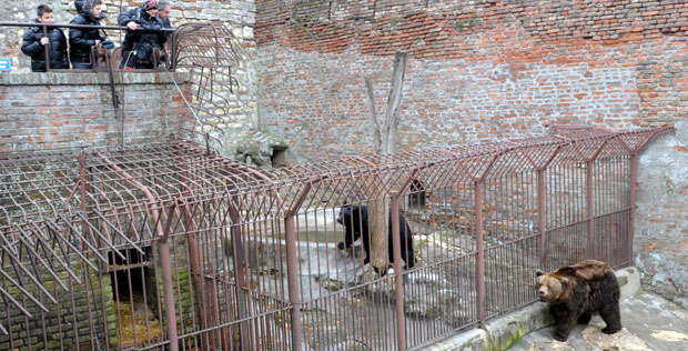 Бео зоо врт: Медведи и вукови коначно добијају реновиран простор, Слоница Твиги две године без партнера
