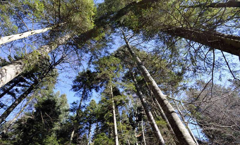 У Пријепољу промовисан систем за видео надзор шума