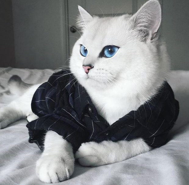 Плавооки мачак Коби