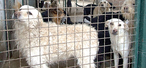 Уз кућу добију и пса