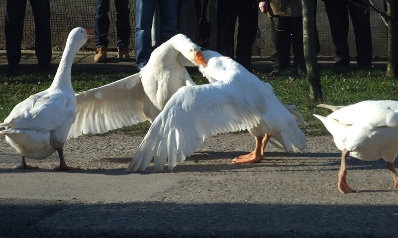 Перје летело на све стране