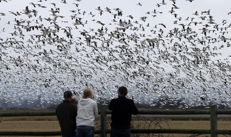 Стравичан призор у селу надомак Ужица: Птице јеле људски леш!