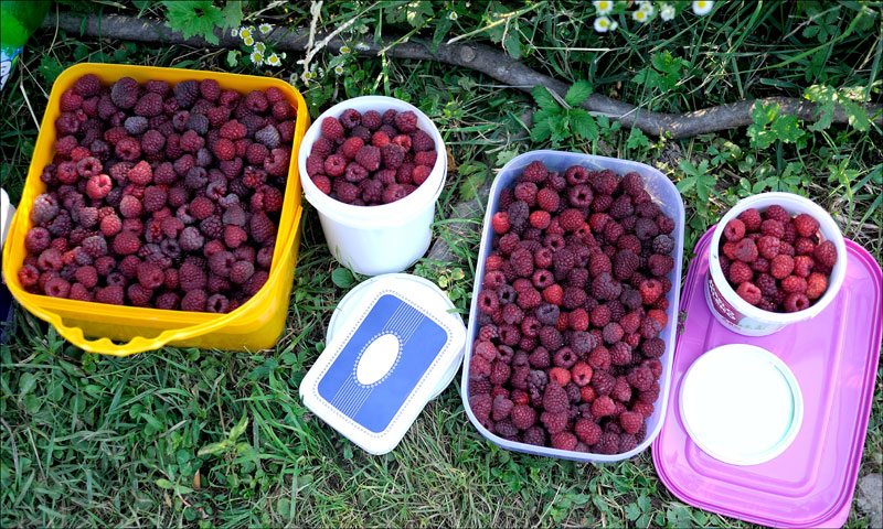 Јутро малина, два радна места