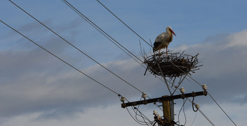 Долетео Првоје