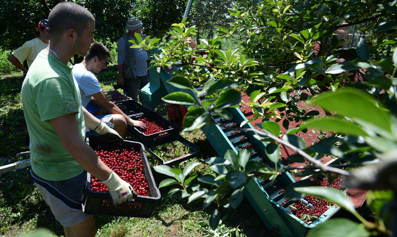 Развој воћарства