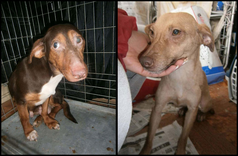 У запуштеном стану чувала 50 гладних паса