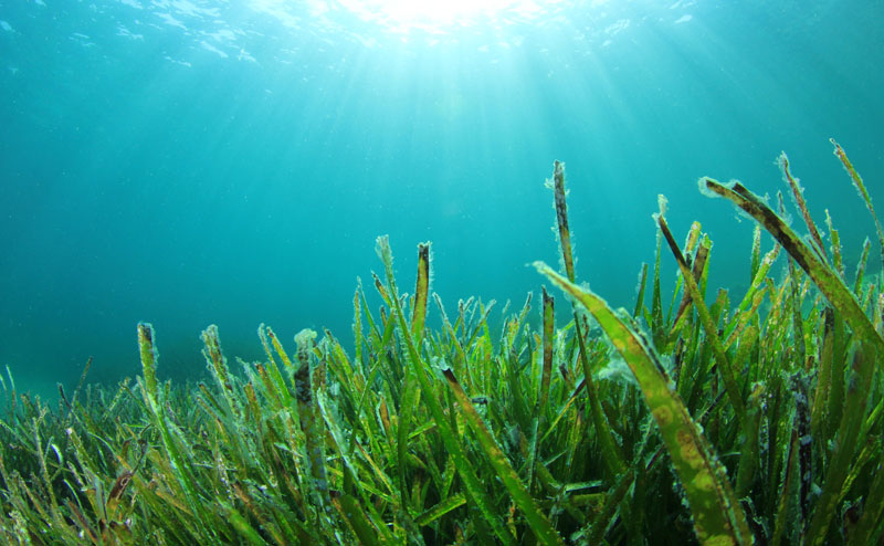 Алге нападају Јадран