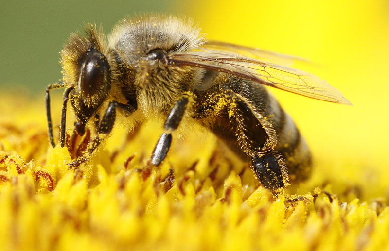 Србија подржала предлог Словеније о установљавању светског дана пчела