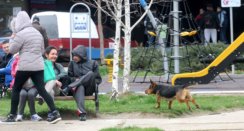 Младеновац: Псе довозе из Београда и ту пуштају, луталице заузеле парк!
