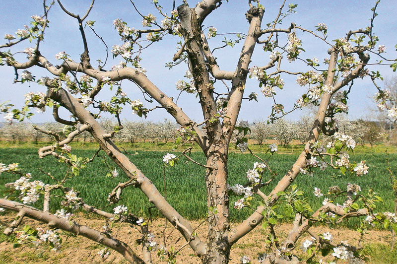Цветање према сорти јабука