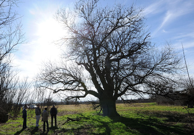 Војвођанске приче: Дуд два века пара небо