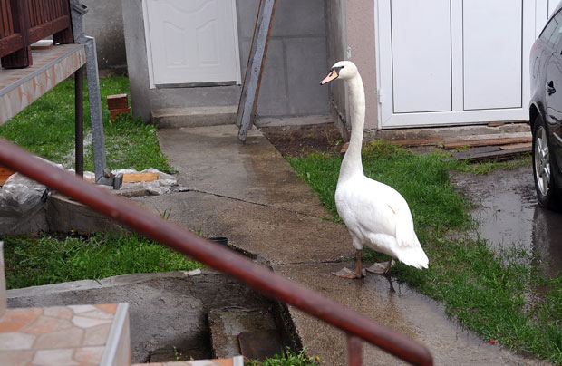Лабуд у дворишту 100.000 динара!