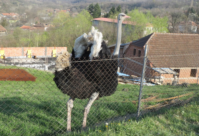 Афрички ној, а из срца Поморавља