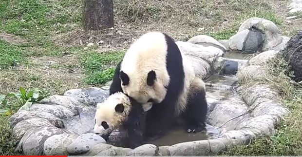 ВИДЕО: Беба панда не жели да се купа и покушава да побегне на све начине