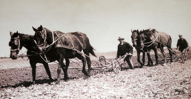Војвођанске приче: Историја љубави човека и земље