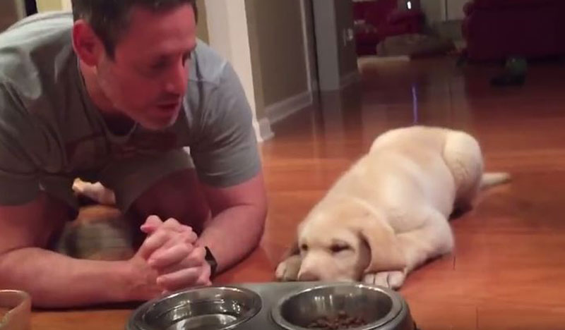 ВИДЕО: Погледајте како се штене лабрадора помоли са власником пре оброка